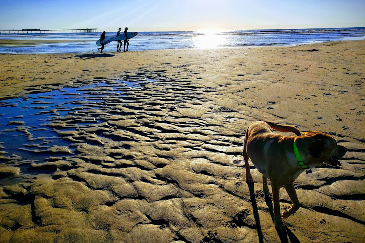 Ocean Beach Dog Beach Info Center