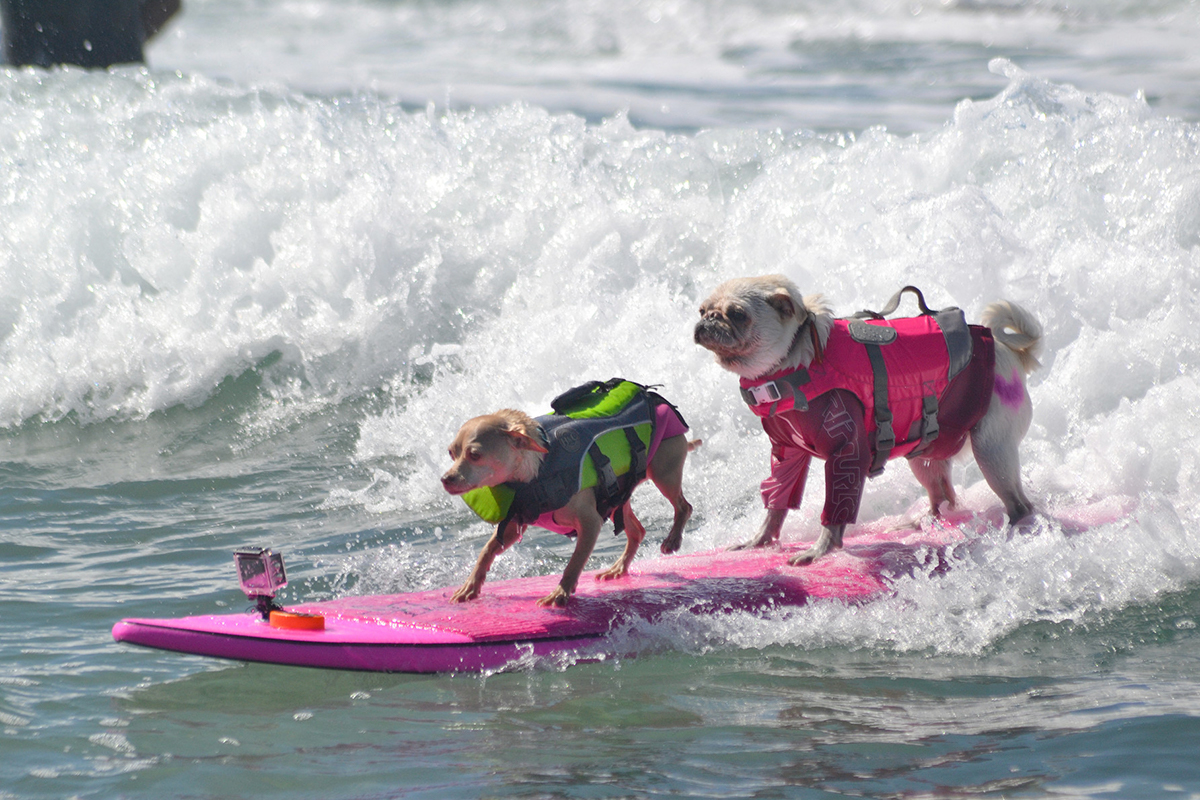 OB Dog Beach, known as a dog beach, is a one-of-a-kind beach in San Diego that caters to dogs and their owners. 